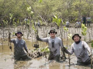 Perkuat Ekosistem Pesisir Pangkep, Kalla Toyota Tanam 43.000 ,Pohon Mangrove dalam Rangka HUT KALLA ke-74   